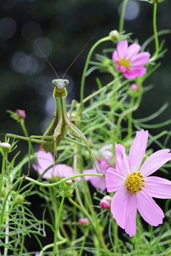 コスモスとカマキリ