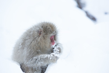 Snow monkeys in a natural onsen (hot spring), located in Jigokud