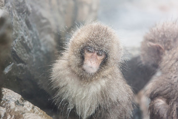 Snow monkeys in a natural onsen (hot spring), located in Jigokud