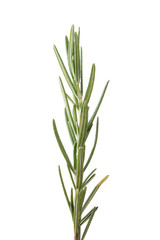 rosemary isolated on white background