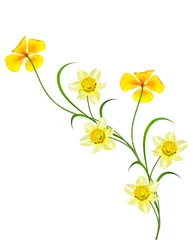 Crédence de cuisine en verre imprimé Narcisse spring flowers narcissus isolated on white background