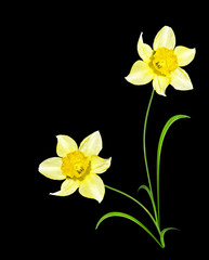 Fototapeta premium spring flowers narcissus isolated on black background