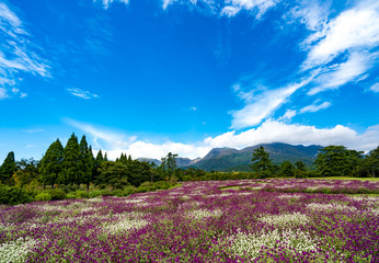 Obraz premium Kuju Flower Park Sennichou