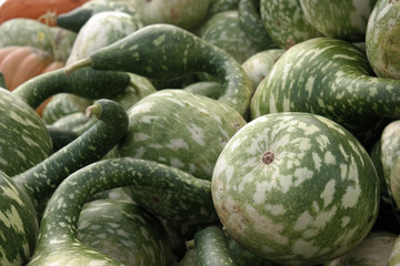 Multiple Green speckled Gourds