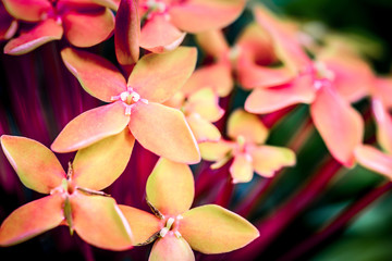 Red Ixora Flower, Macro Shot