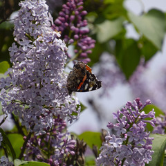 Lilac flowers on the branches of a butterfly admiral