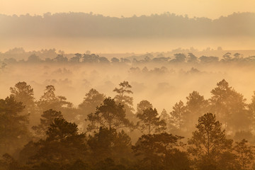 Fog in forest at Thung Salang Luang National Park Phetchabun,Tha