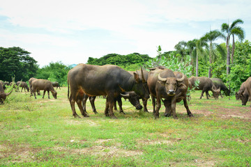 Naklejka na ściany i meble Thailand buffalo Family on his Prairie Plains 3