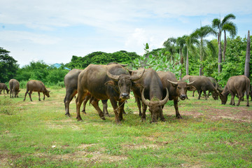 Fototapeta premium Thailand buffalo Family on his Prairie Plains 2
