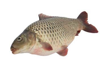Carp fish isolated on white background