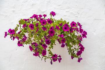 hanging petunias © Vivida Photo PC