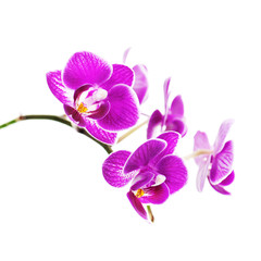 Fototapeta na wymiar Rare purple orchid isolated on white background. Closeup.
