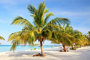 Coconut palm tree on the white sandy beach
