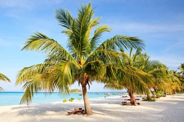 Crédence de cuisine en verre imprimé Plage tropicale Coconut palm tree on the white sandy beach