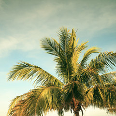 vintage palm background