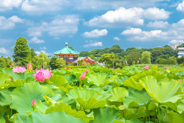 Fototapeta na wymiar Bud of this lotus and lotus flower was shot in Taito-ku, Japan Ueno Park.Background is the lotus leaf and lotus bud and lotus flower and tree and city scape.