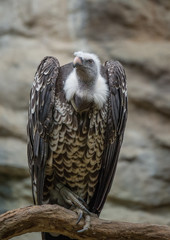 Vulture