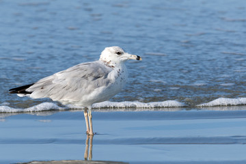 Close up of a lone seagull at the beach on the sand, with the ocean surf in the background