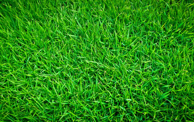 Green Lawn