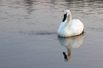White Trumpeter Swan in Yellowstone River in Yellowstone National Park in Wyoming USA