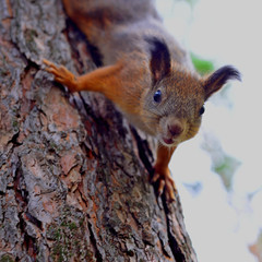 Squirrel red fur funny pets autumn forest on background wild nature animal thematic