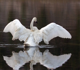 Naklejka premium White Trumpeter Swan with outstretched wings in Yellowstone River in Yellowstone National Park in Wyoming USA