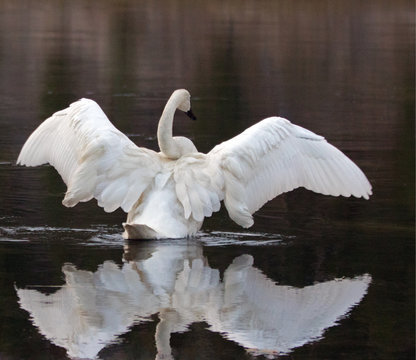 White Trumpeter Swan with outstretched wings in Yellowstone River in Yellowstone National Park in Wyoming USA