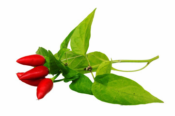 branch of red hot chili pepper, isolated on white