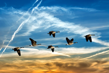 Naklejki  Beautiful sky with flying birds natural background