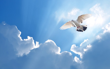 Dove in the air symbol of faith over shiny background