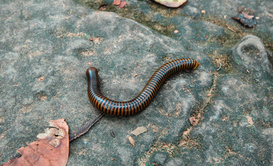 millipedes millipede crawling on the stalk of grass. millipede. Millipedes coiled