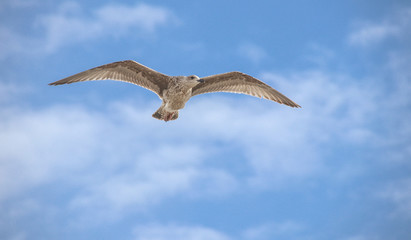 Flugstudie einer Sturmmöwe