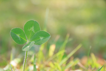 4-leaf clover