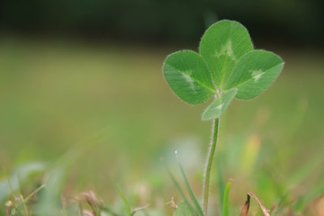 4-leaf clover