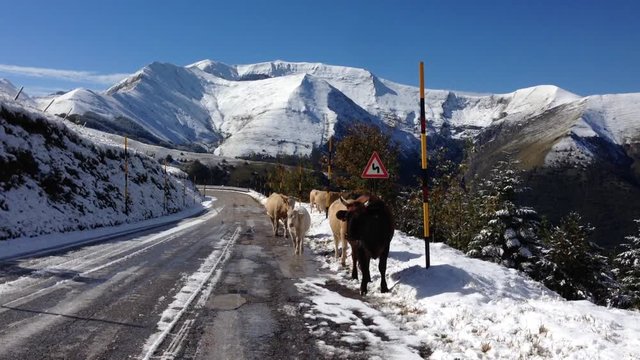 Paesaggio innevato con mucche che camminato al lato della strada
