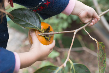 柿を収穫する子供の手