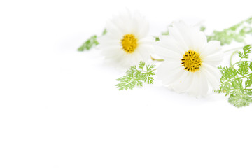 cosmos flowers in white background