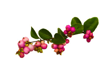 Branch of Snowberry with green leaves on white background . Latin Symphoricárpos.