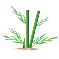 bamboo plant vector design