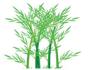 bamboo plant vector design