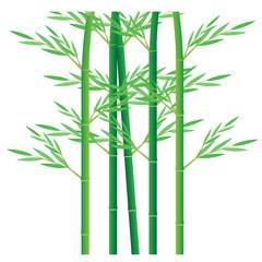 Fototapeta na wymiar bamboo plant vector design