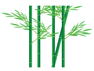 bamboo plant vector design