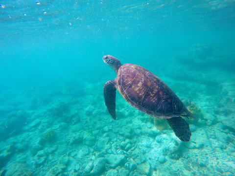 Underwater photo of green sea turtle for banner template