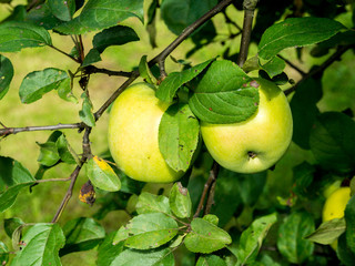 Close-up of green apples on a tree