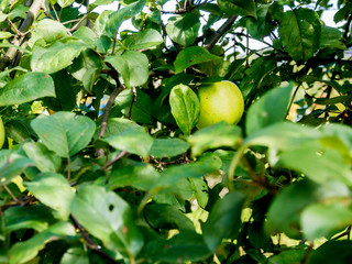 Close-up of green apples on a tree