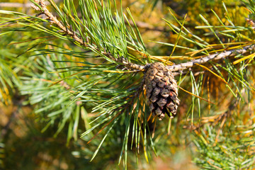 Brown pine cone on a branch