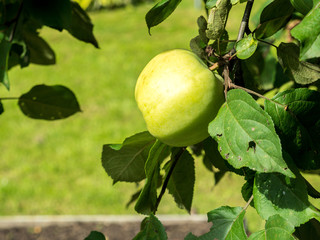 Close-up of green apples on a tree