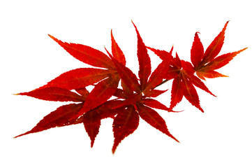 Acer japonicum, autumn leaves, isolated on white background