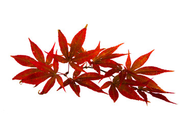 Acer japonicum, autumn leaves, isolated on white background