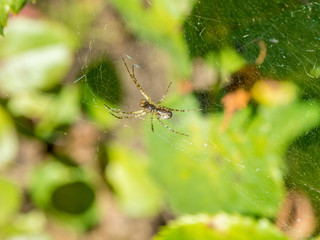 Spider on a  web, waiting for the victim